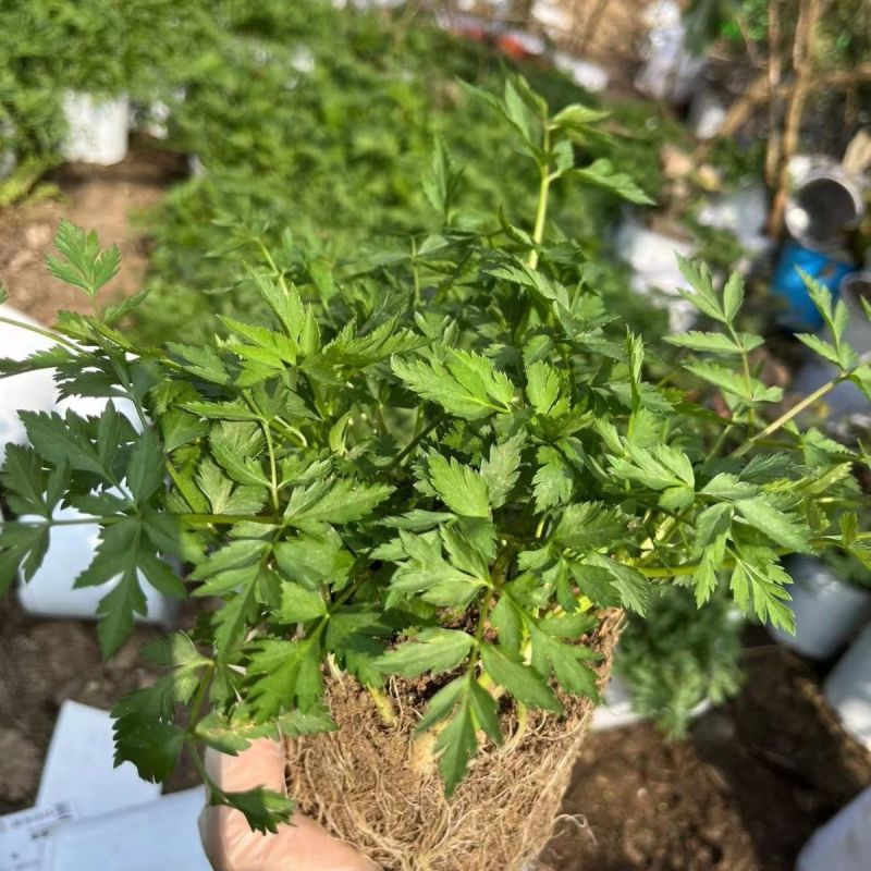 川芎苗庭院绿植食用中药材种苗阳台盆景盆栽大面积种植