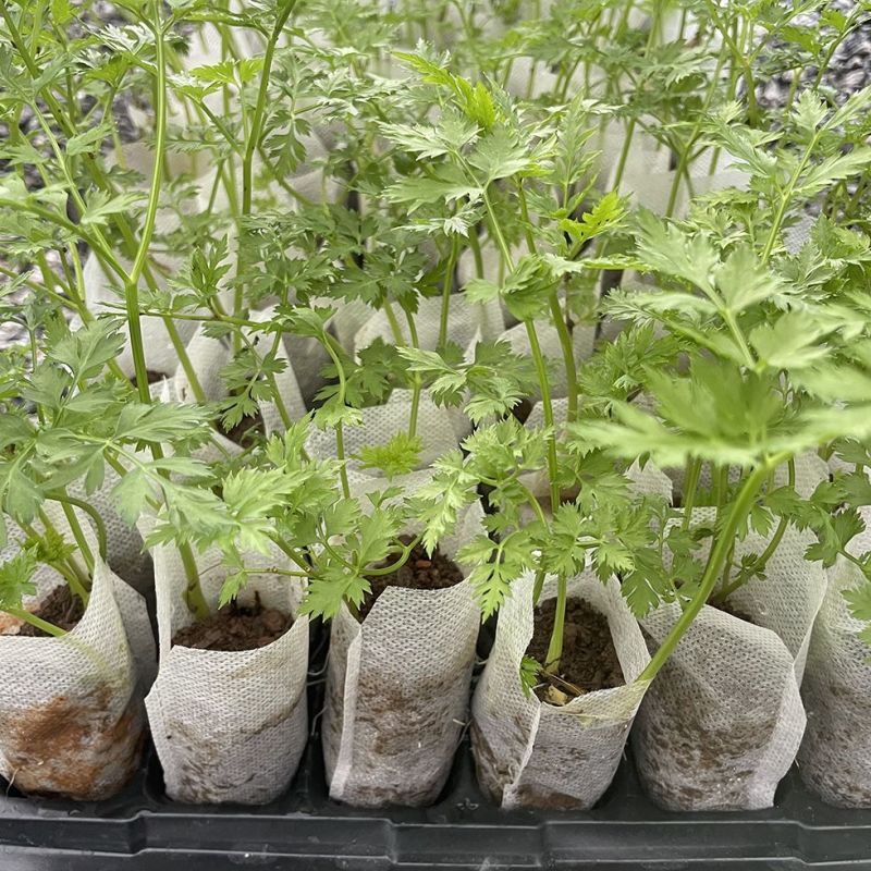 川芎苗庭院绿植食用中药材种苗阳台盆景盆栽大面积种植