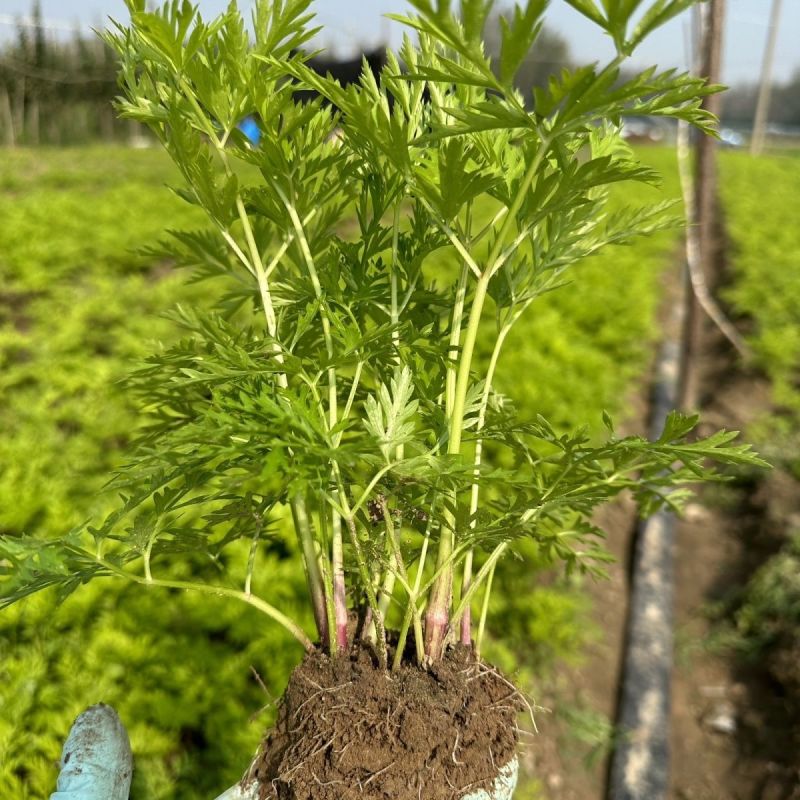 川芎苗庭院绿植食用中药材种苗阳台盆景盆栽大面积种植