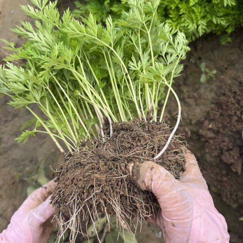 川芎苗庭院绿植食用中药材种苗阳台盆景盆栽大面积种植