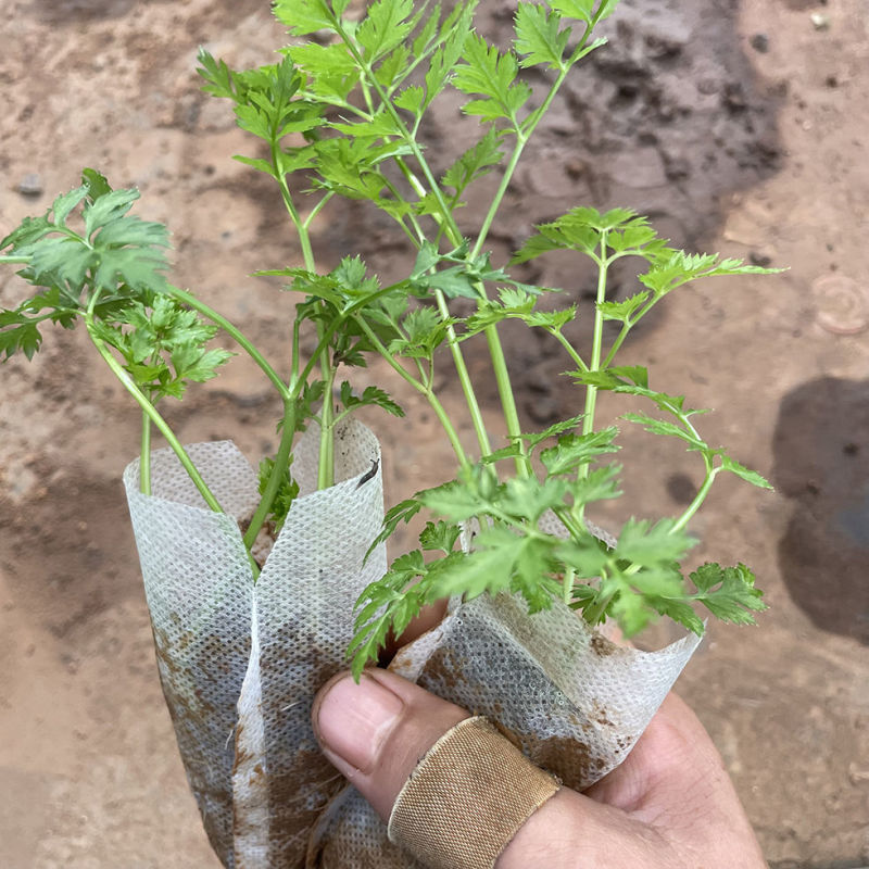 川芎苗庭院绿植食用中药材种苗阳台盆景盆栽大面积种植