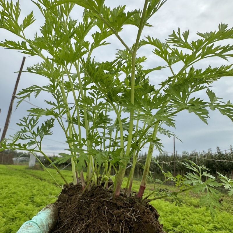 川芎苗庭院绿植食用中药材种苗阳台盆景盆栽大面积种植