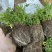 川芎苗庭院绿植食用中药材种苗阳台盆景盆栽大面积种植