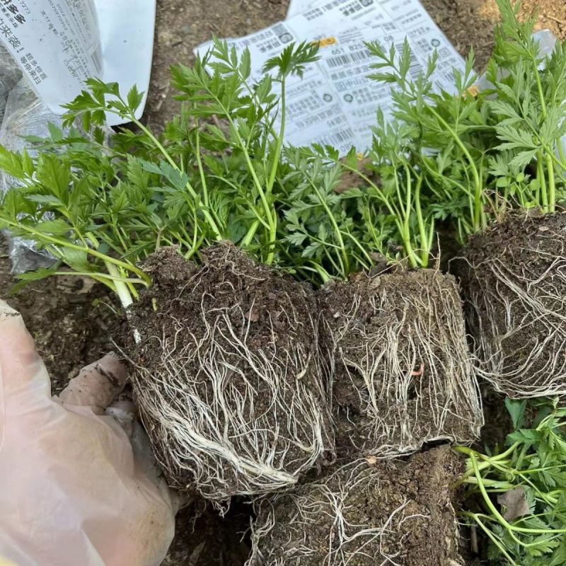 川芎苗庭院绿植食用中药材种苗阳台盆景盆栽大面积种植
