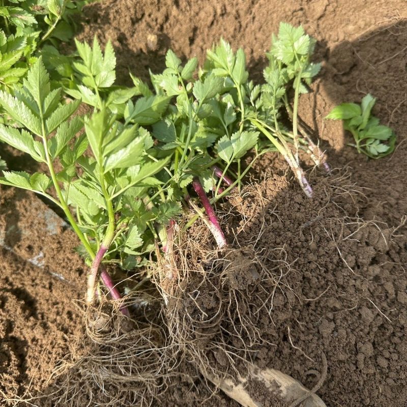 川芎苗庭院绿植食用中药材种苗阳台盆景盆栽大面积种植