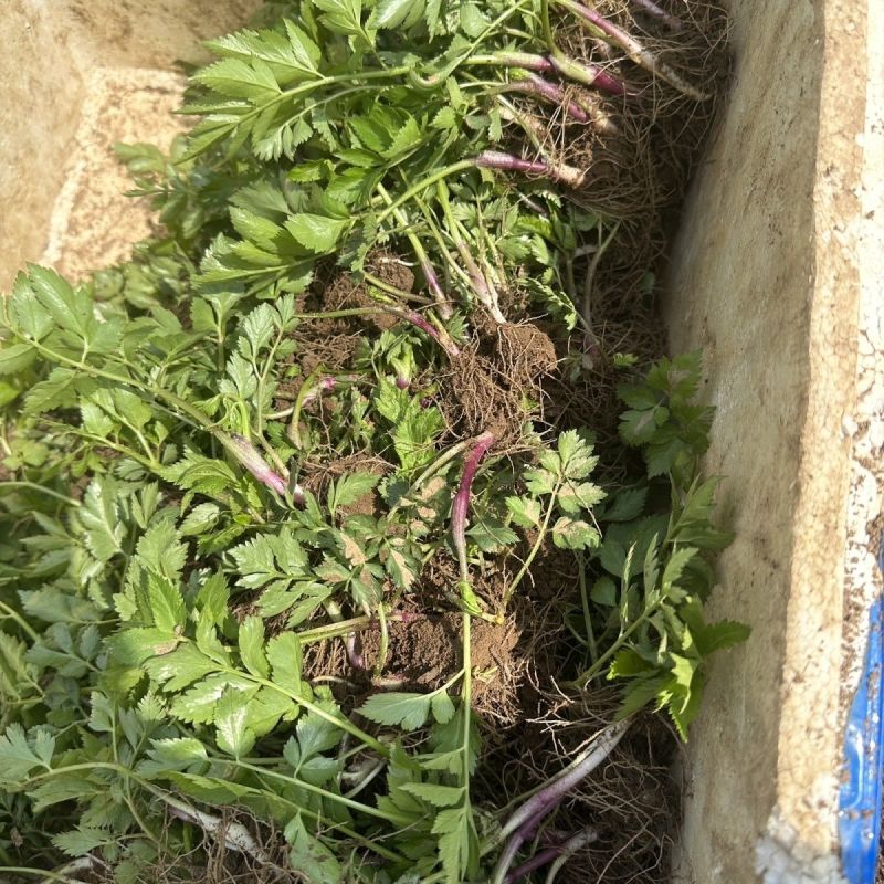 川芎苗庭院绿植食用中药材种苗阳台盆景盆栽大面积种植