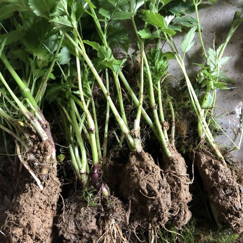 川芎苗庭院绿植食用中药材种苗阳台盆景盆栽大面积种植