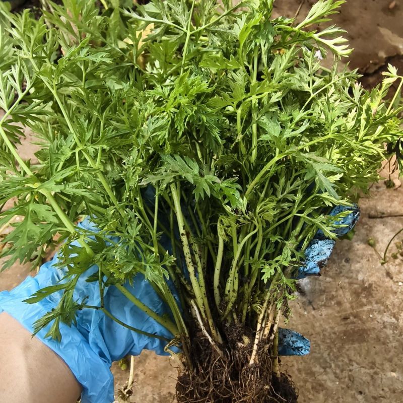 川芎苗庭院绿植食用中药材种苗阳台盆景盆栽大面积种植