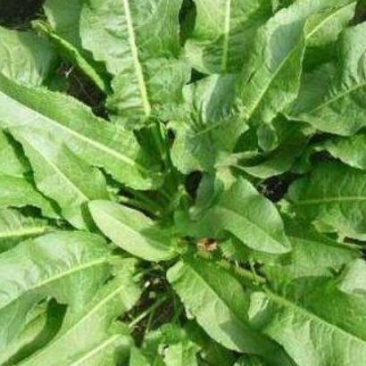 野生土大黄，蒲公英等