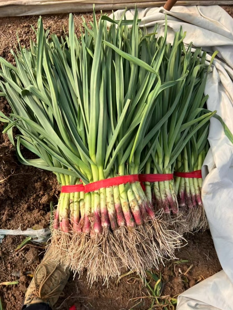 苏北精品大棚陆地红根蒜苗大量上市！欢迎洽谈