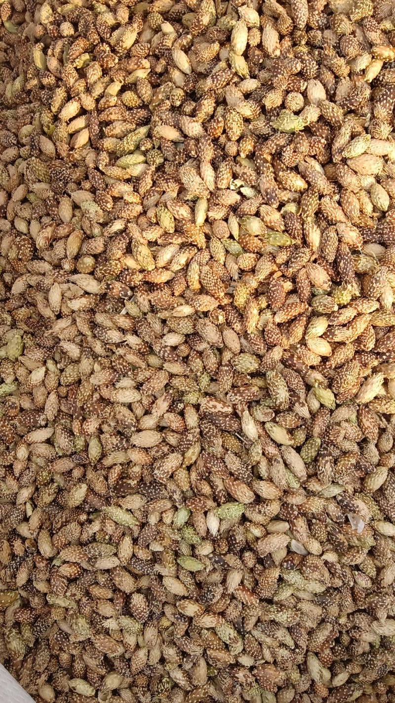 去刺苍耳子，天然野生苍耳子，去毛苍耳子。