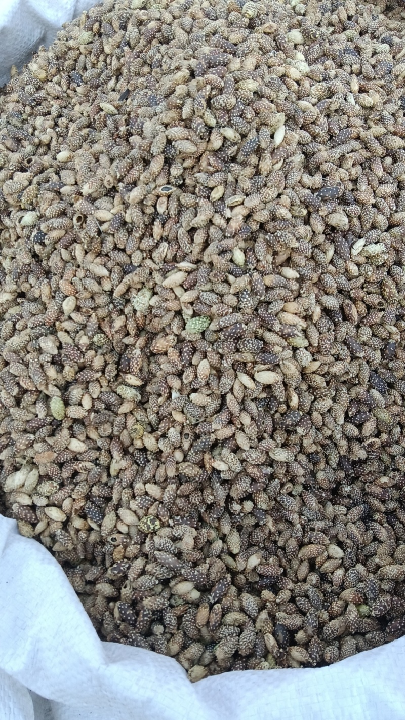 去刺苍耳子，天然野生苍耳子，去毛苍耳子。