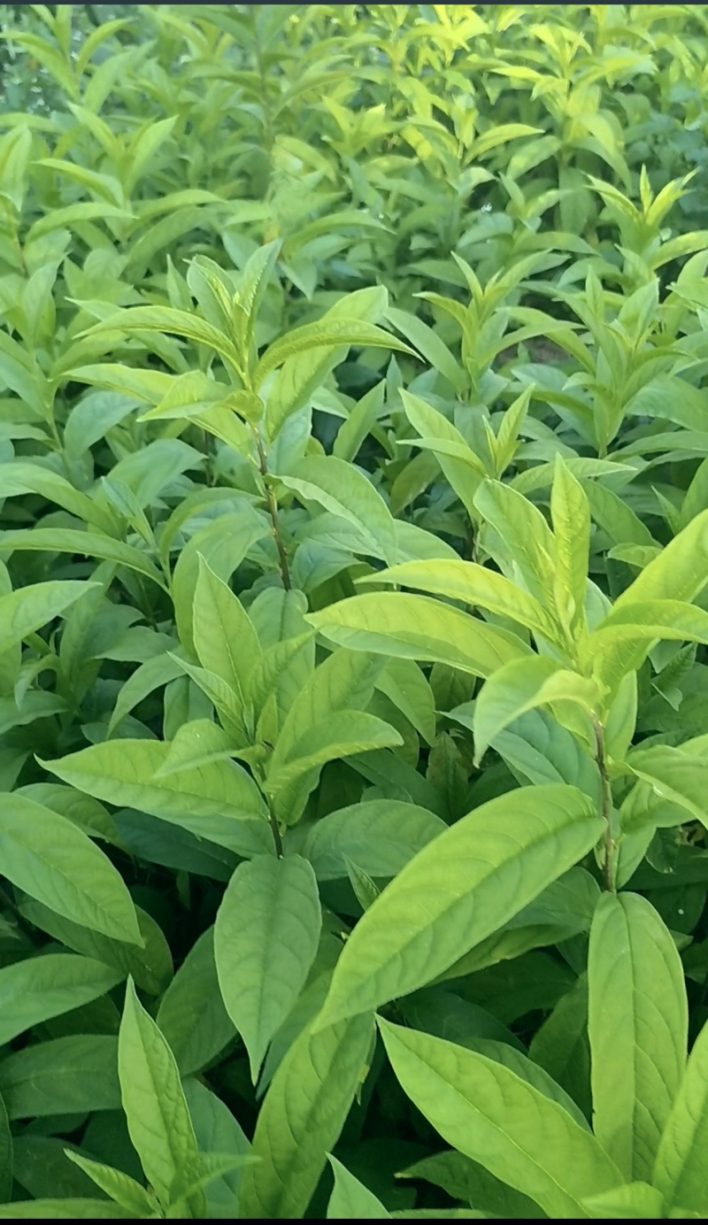 黄花倒水莲种苗货源充足规格齐全成活率高欢迎电话联系