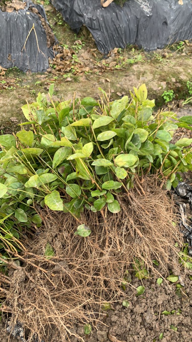 茉莉花裸根小苗