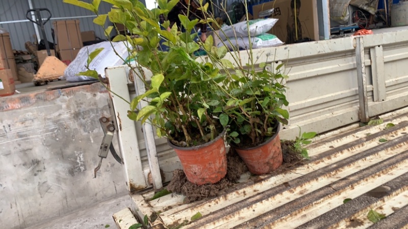 茉莉花盆苗