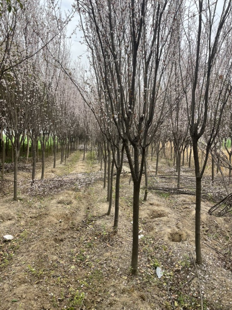 红叶李紫叶李基地现挖现卖规格齐全提供发票