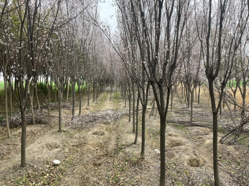 红叶李紫叶李基地现挖现卖规格齐全提供发票
