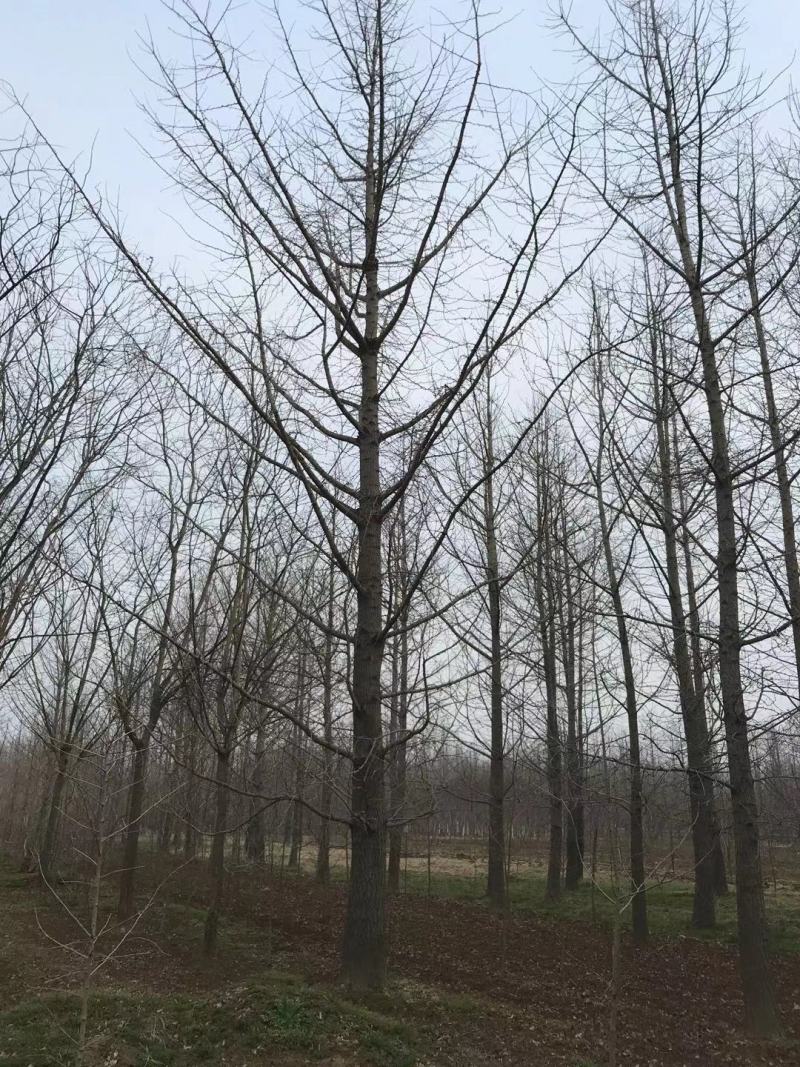 江苏银杏，山东银杏，当年苗-100公分大树，专业团队放心