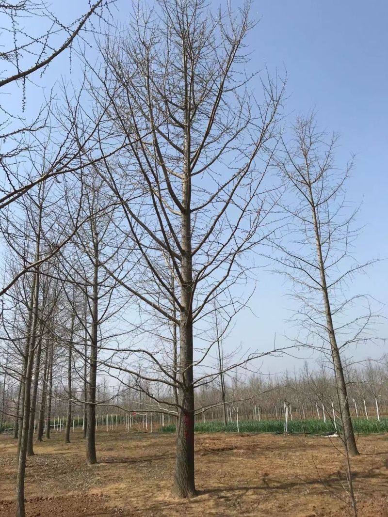 江苏银杏，山东银杏，当年苗-100公分大树，专业团队放心
