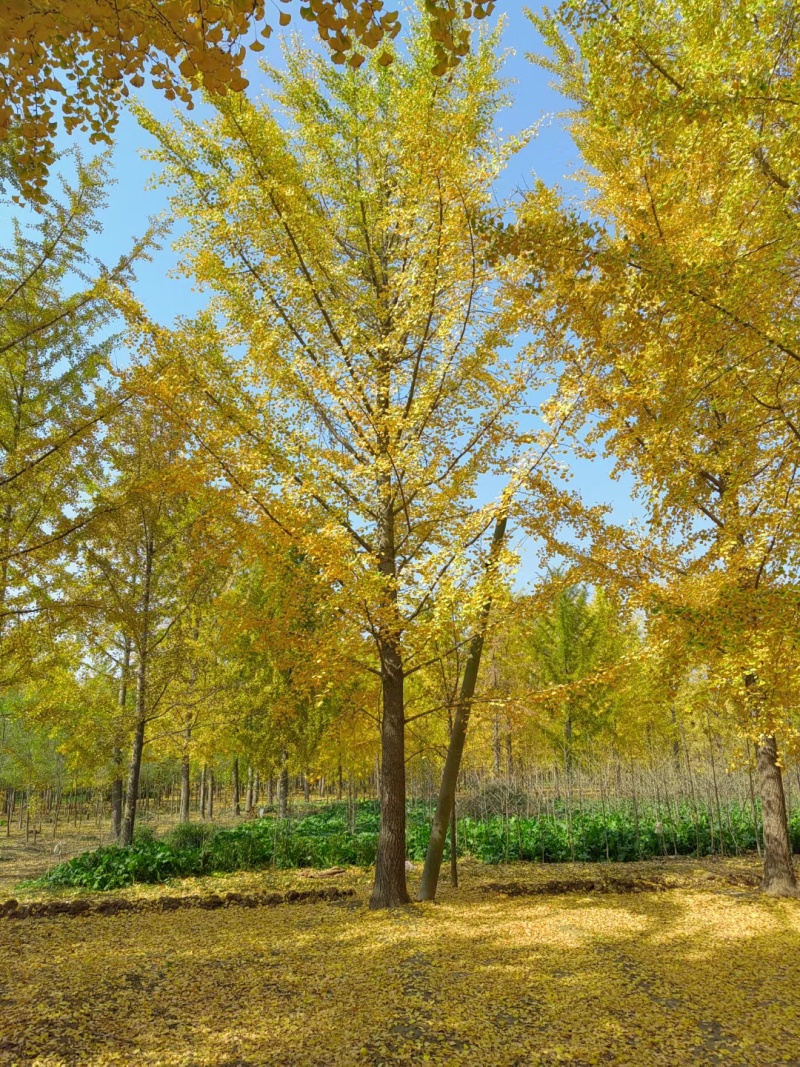 江苏银杏，山东银杏，当年苗-100公分大树，专业团队放心