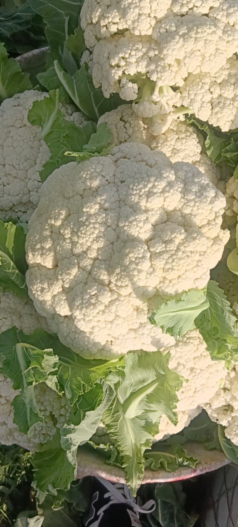 精品花菜，产地直发