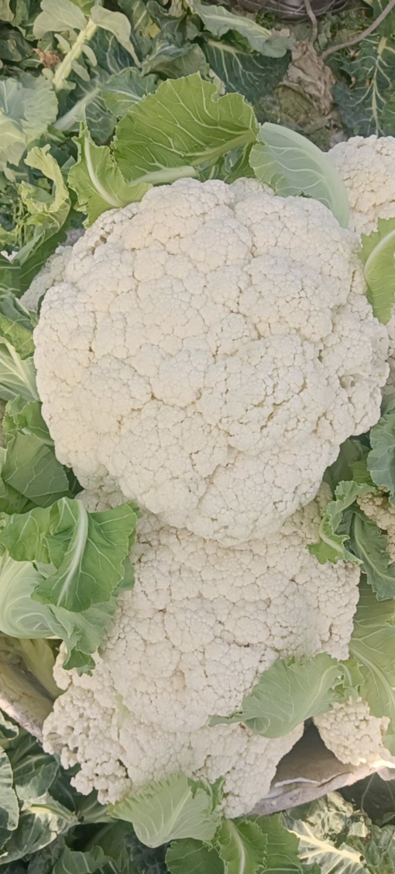 精品花菜，产地直发