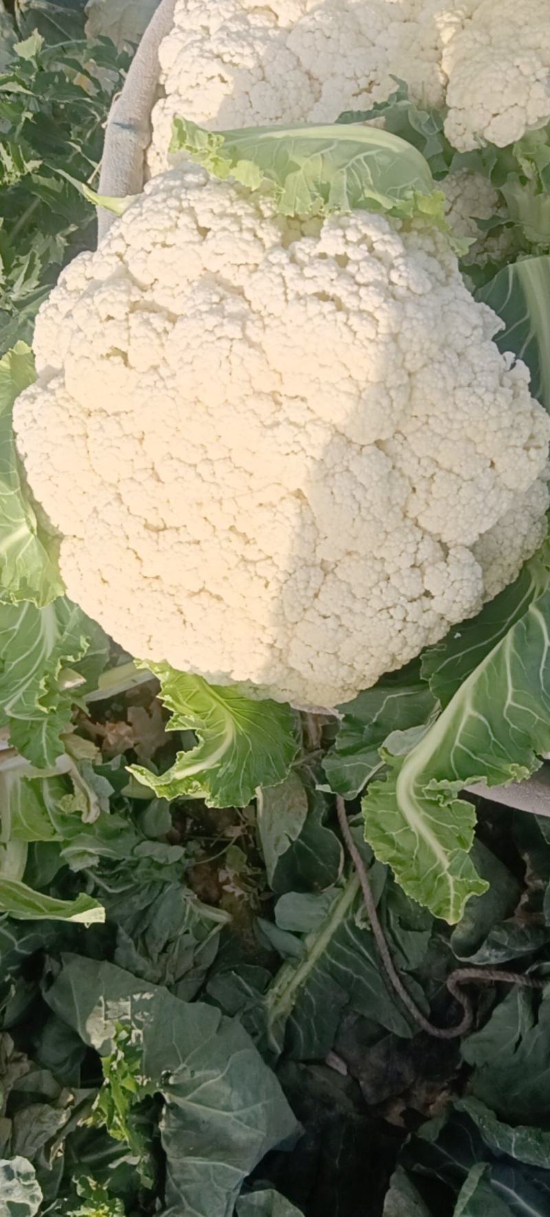 精品花菜，产地直发
