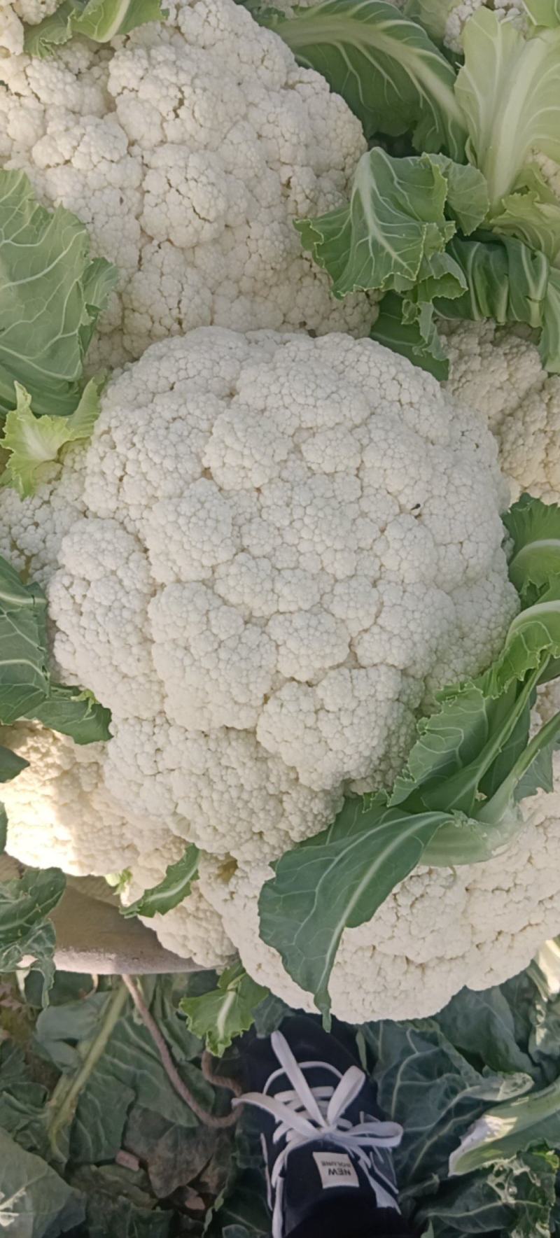 精品花菜，产地直发