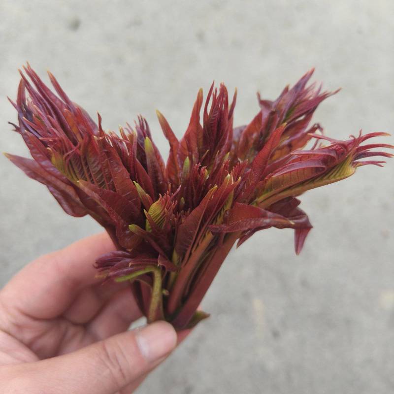 红油香椿