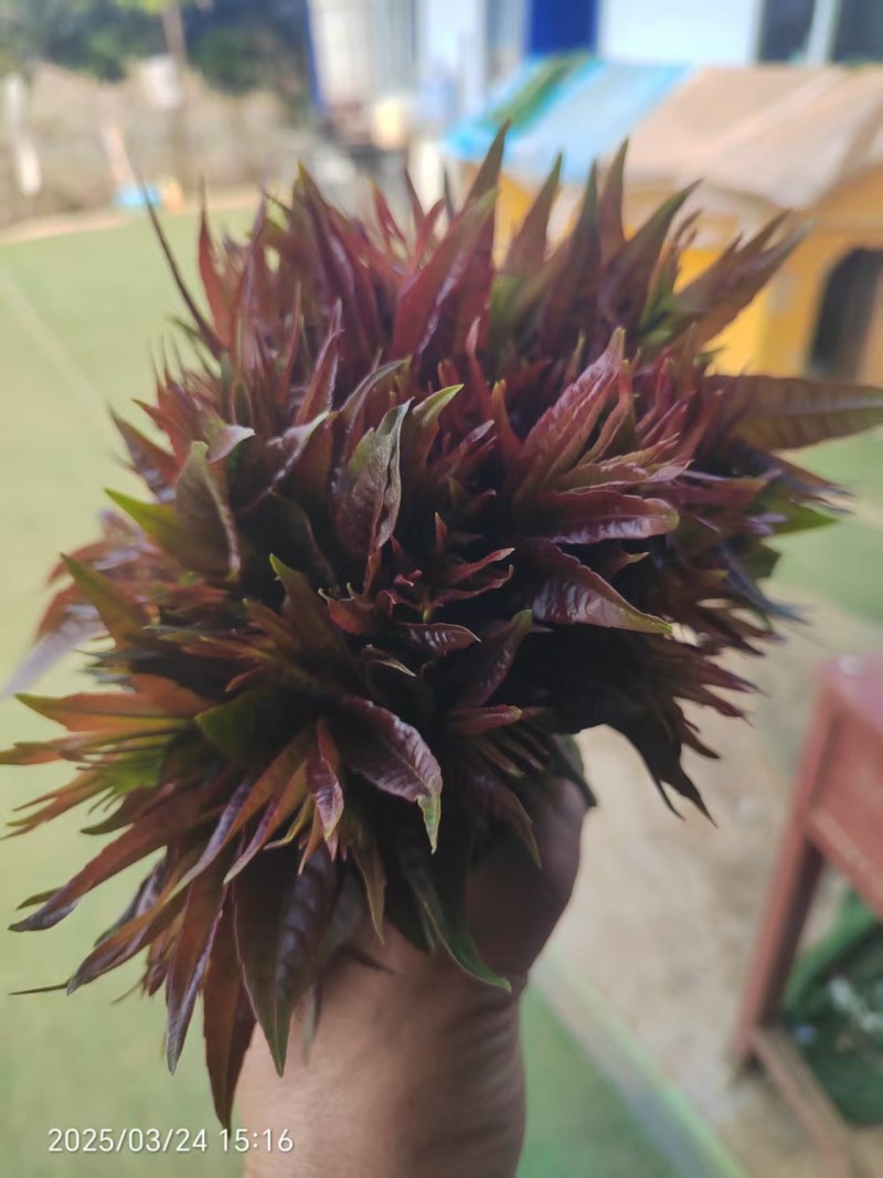 红油香椿