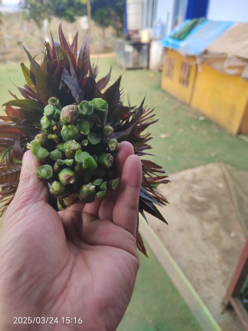 红油香椿