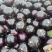 紫光圆茄大量供应，全国发货，量大从优，欢迎选购