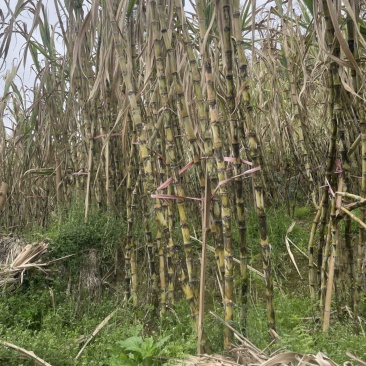 现货全网电商贵州高山青皮甘蔗百亩基地全国发货一件代发
