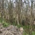 现货全网电商贵州高山青皮甘蔗百亩基地全国发货一件代发