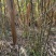现货全网电商贵州高山青皮甘蔗百亩基地全国发货一件代发