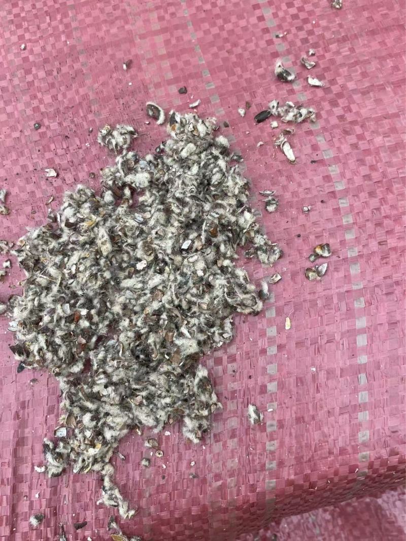 新疆棉壳大量出货中，价格便宜，欢迎来电采购