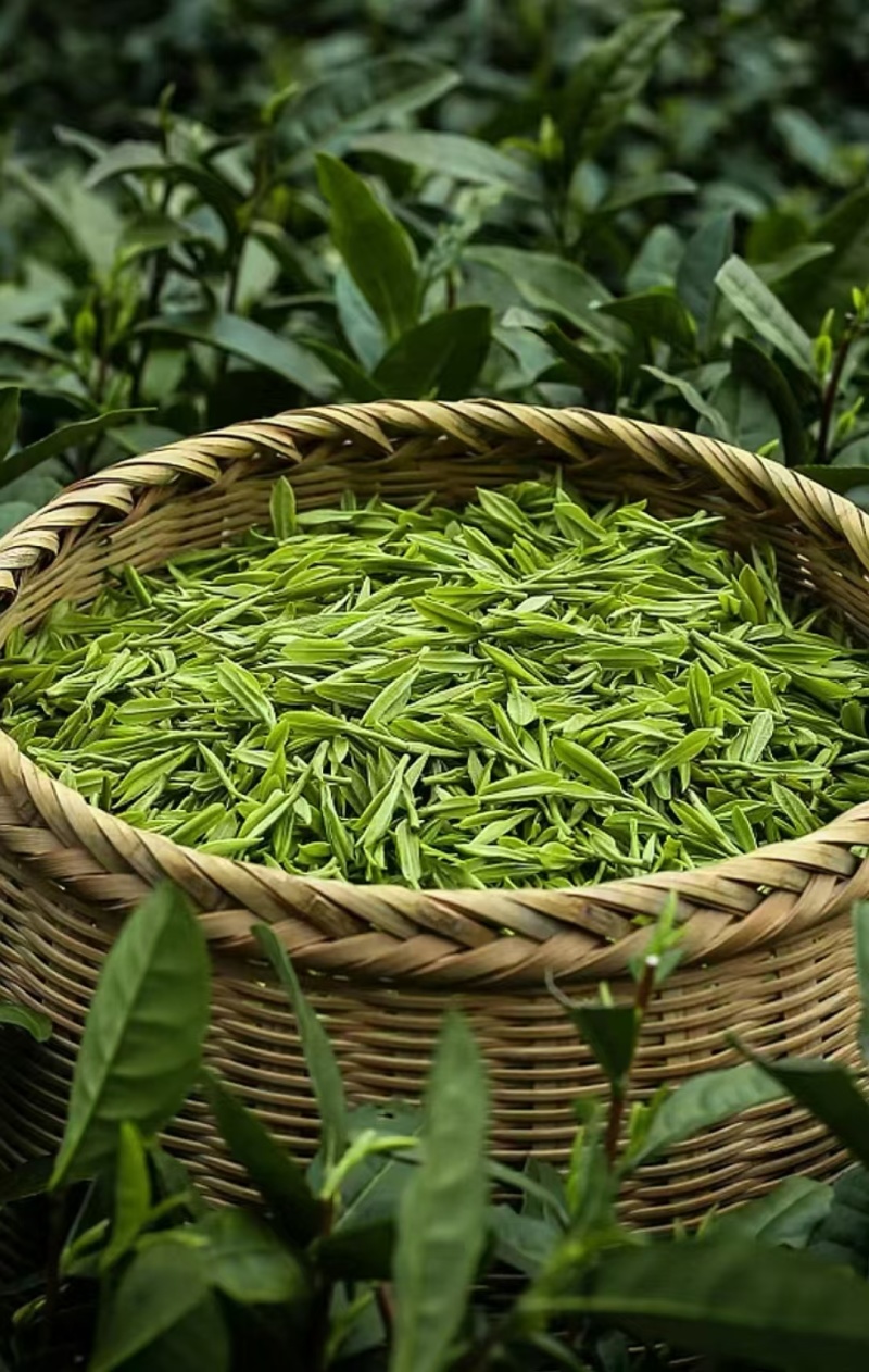 好山好水出好茶，*美宜居贡茶飘香四溢千里。