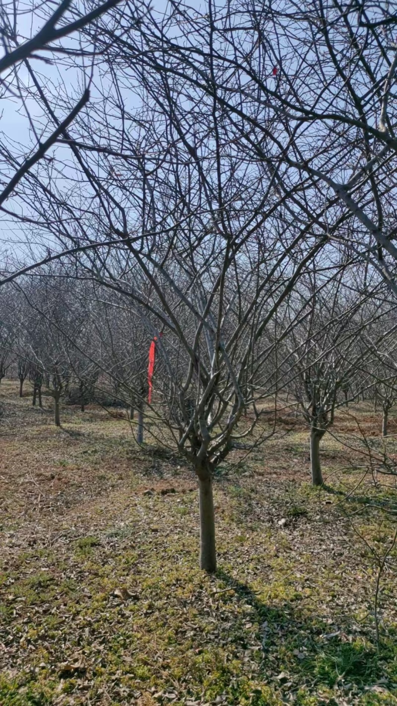 垂丝海棠，全国发货基地直销，土球大成活率高精品树型