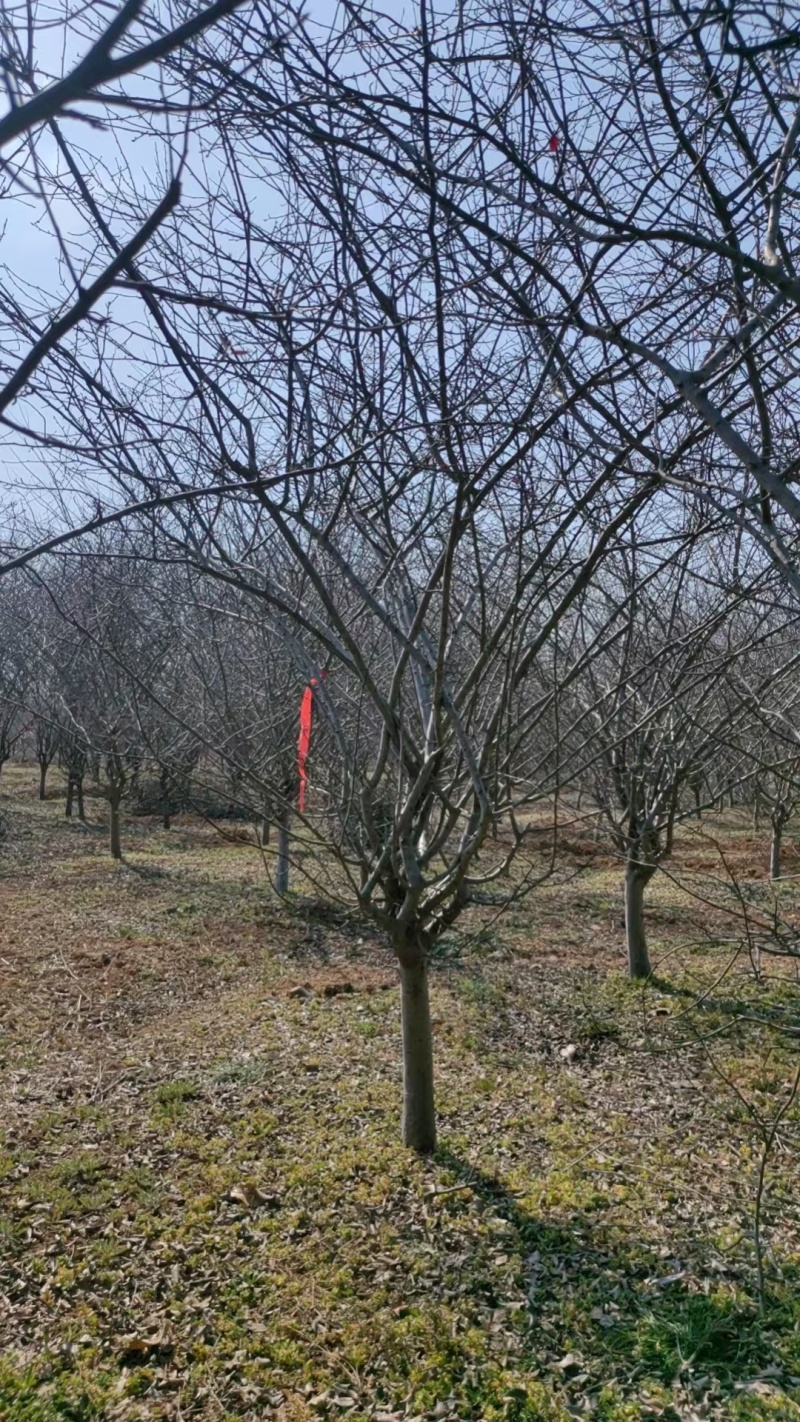 垂丝海棠，全国发货基地直销，土球大成活率高精品树型
