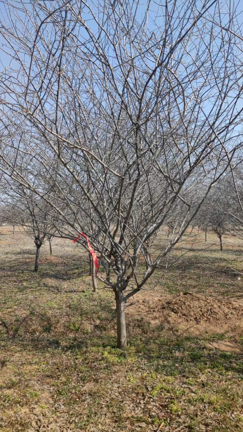 垂丝海棠，全国发货基地直销，土球大成活率高精品树型