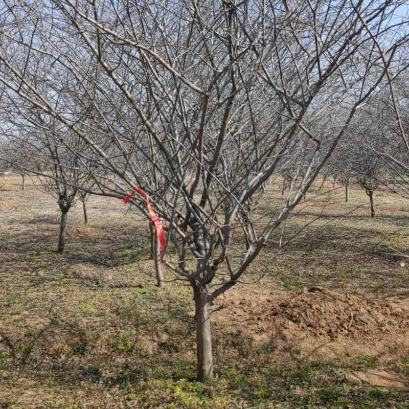 垂丝海棠，全国发货基地直销，土球大成活率高精品树型