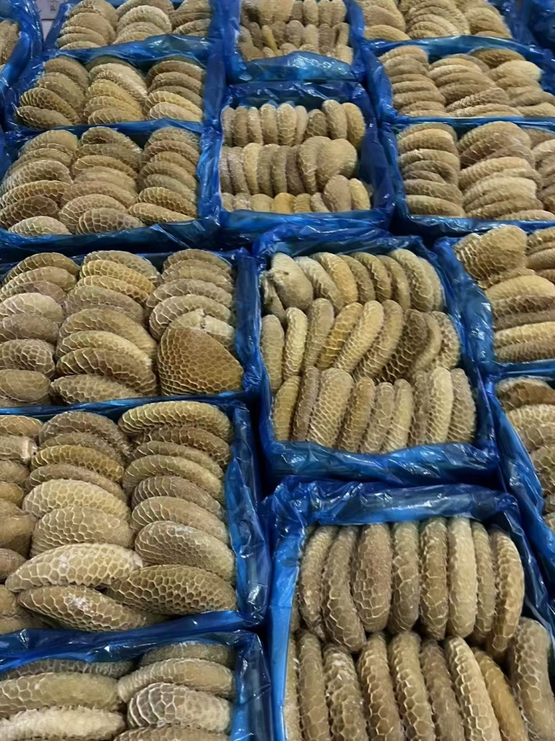 金钱肚质量好纯干货