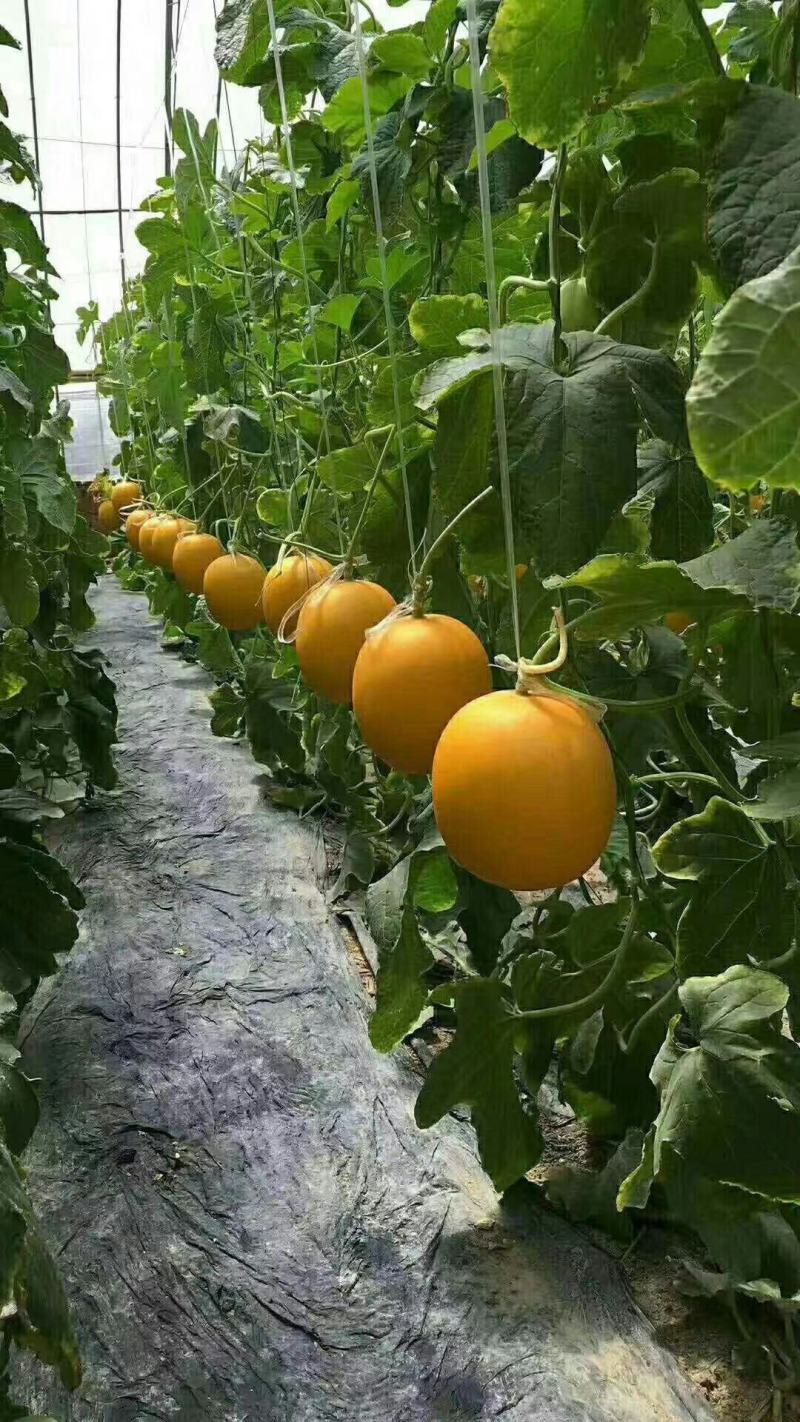 山东莘县“黄河蜜”甜瓜，俗称久红瑞，服务周到产地直采