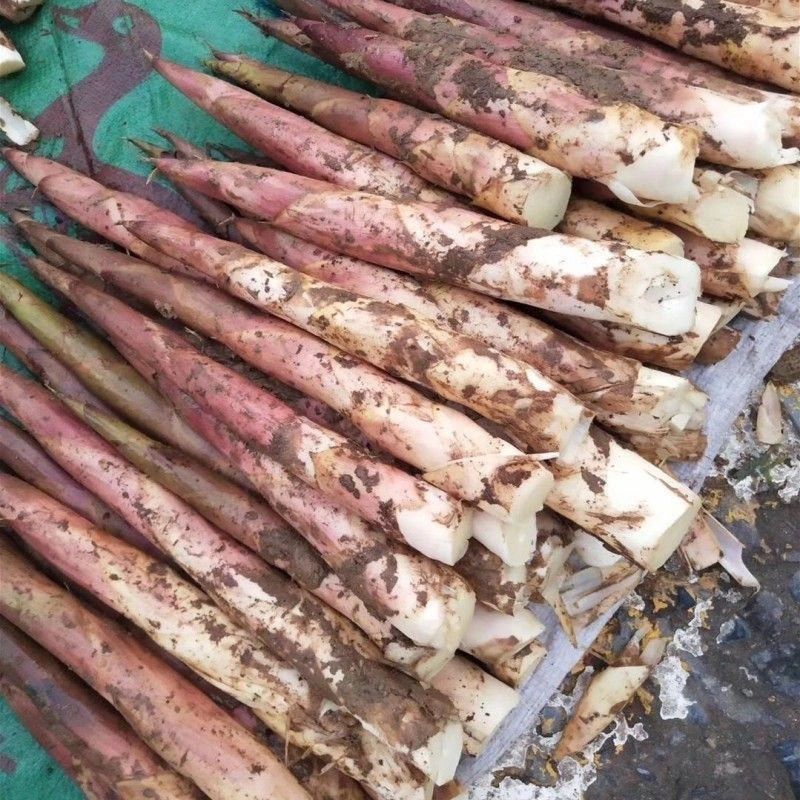 纯野生三月竹笋鲜货，四川乐山市峨边县产，都是现挖现发