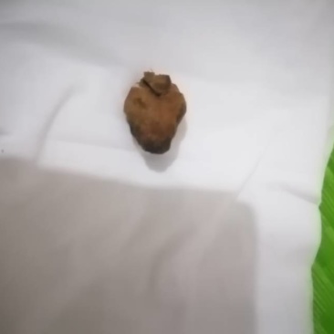 鸭宝