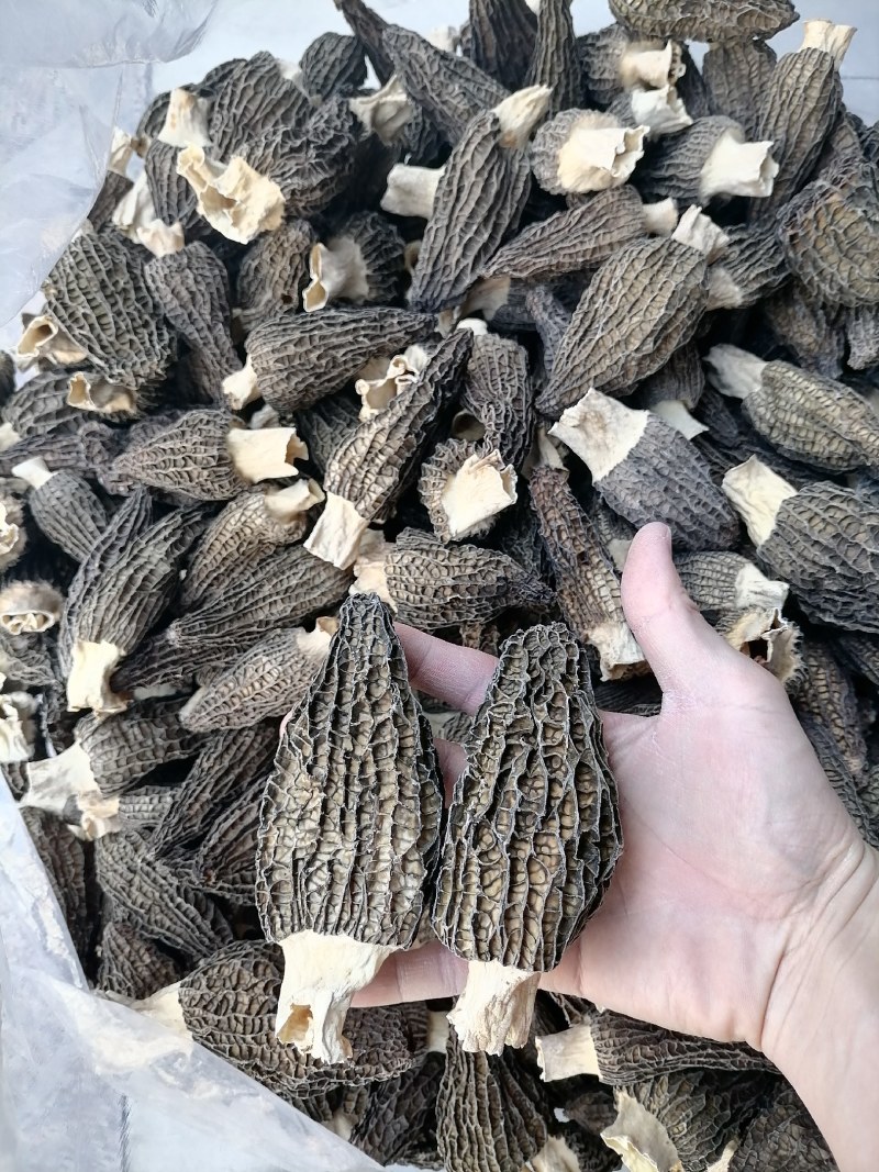 羊肚菌8—10，大个羊肚菌，超大个羊肚菌，羊肚菌