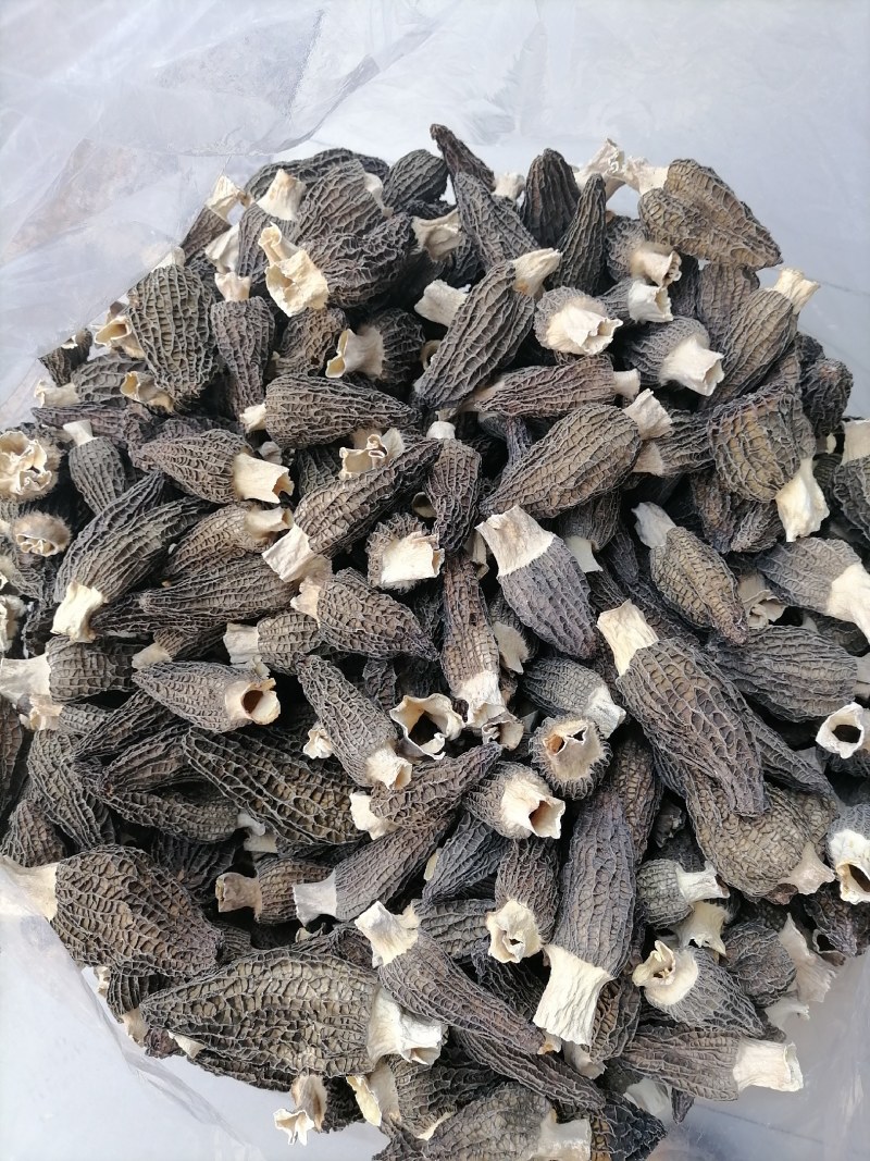 羊肚菌8—10，大个羊肚菌，超大个羊肚菌，羊肚菌