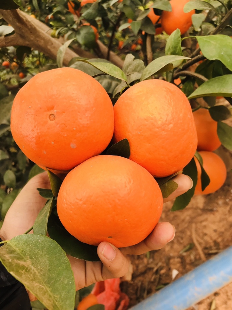 广西沃柑大量上市中