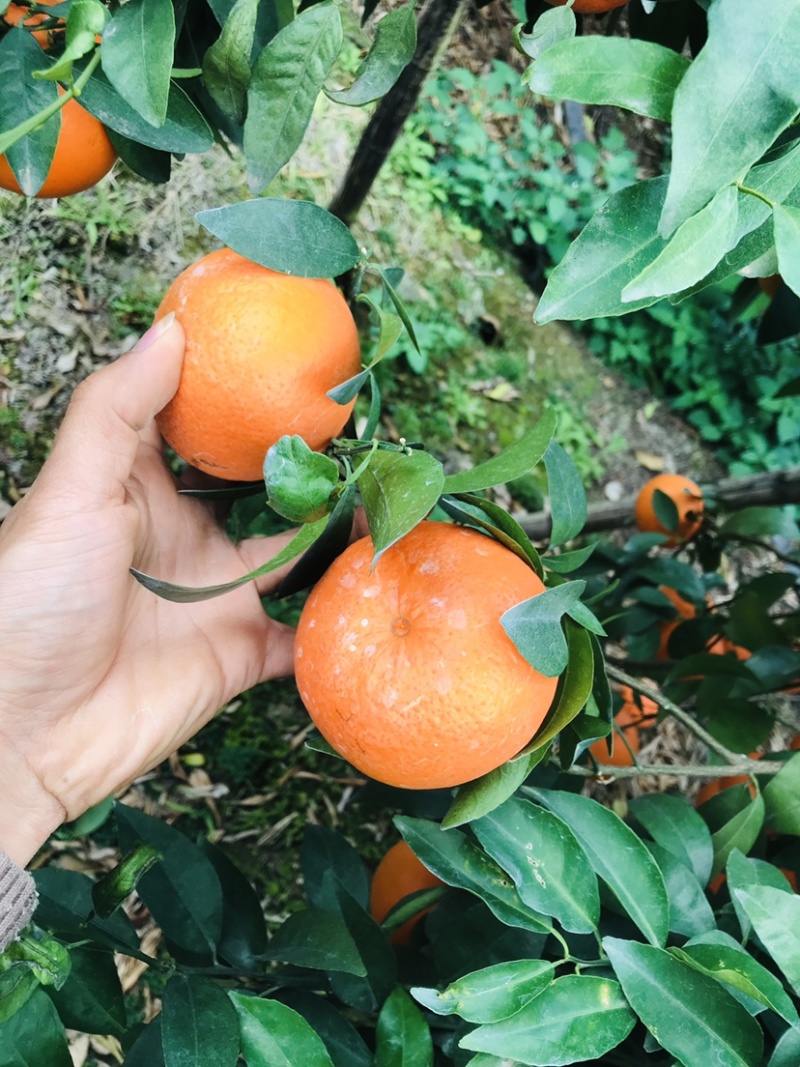 广西沃柑大量上市中