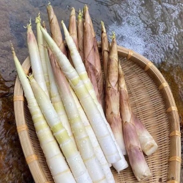 纯野生三月竹笋鲜货，四川乐山市峨边县产，都是现挖现发